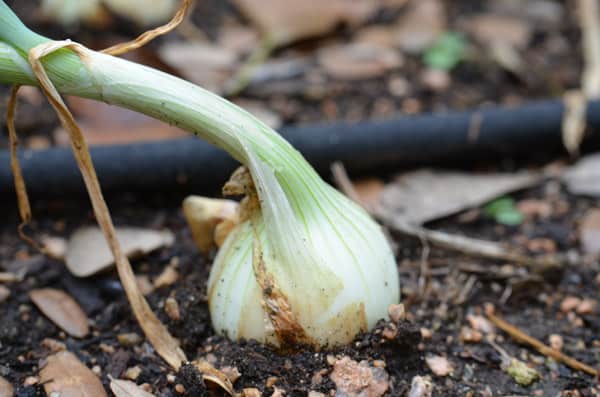 Growing Onions