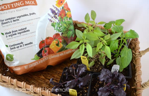 Container Gardening: How to Grow Peppers and Basil in a Pot