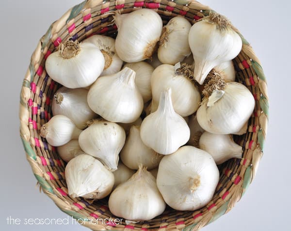 Are you looking for a natural and organic pesticide to get rid of garden insects? Garlic Pepper Tea a safe and natural way to kill insects in your garden. This natural pesticide recipe works quickly and is safe for pets and people.