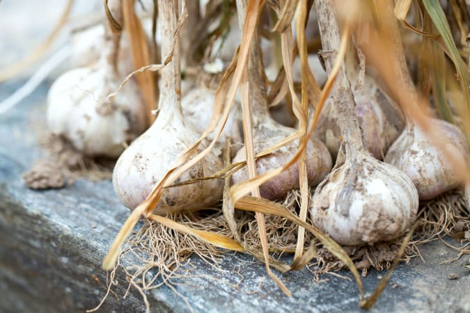 Fresh garlic is a kitchen staple! Did you know that garlic is one of the easiest plants to grow in a garden? A single clove of garlic will produce a beautiful head of garlic. Growing garlic should be one of the first plants every new gardener should tries because it is easy and produces a generous harvest.