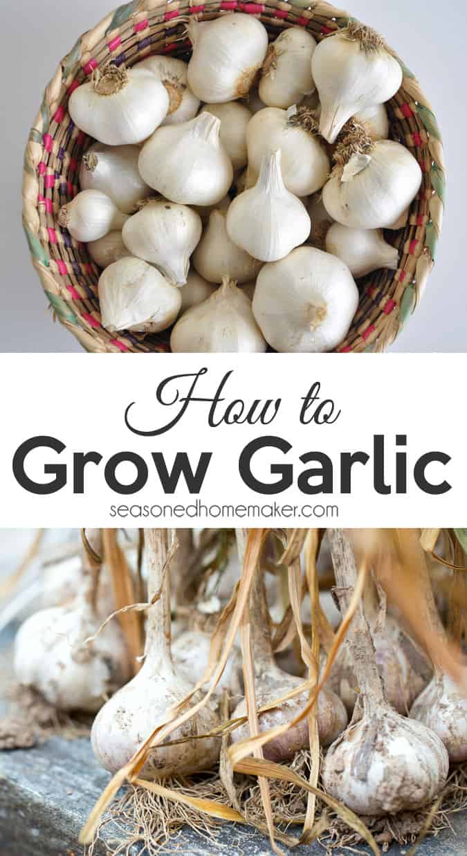 Fresh garlic is a kitchen staple! Did you know that garlic is one of the easiest plants to grow in a garden? A single clove of garlic will produce a beautiful head of garlic. Growing garlic should be one of the first plants every new gardener should tries because it is easy and produces a generous harvest.