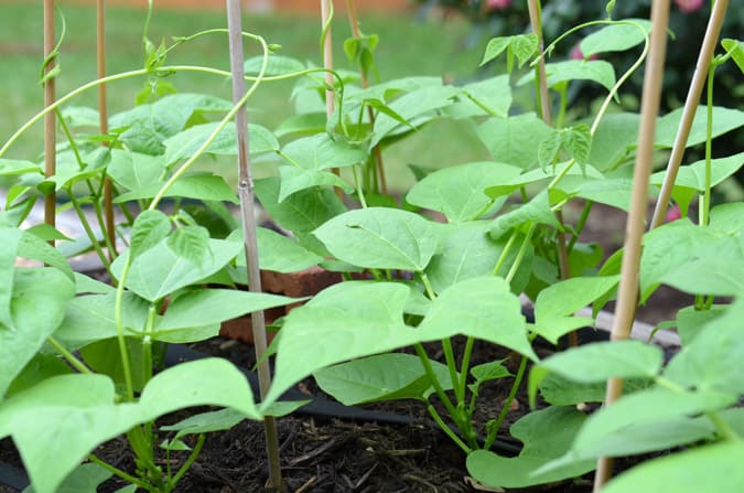 Nothing is more DIY than a vegetable garden. The first thing you need to know is anyone can have a green thumb. It’s really all about paying attention to the plants in the garden. Follow these simple steps to start your very own vegetable garden.