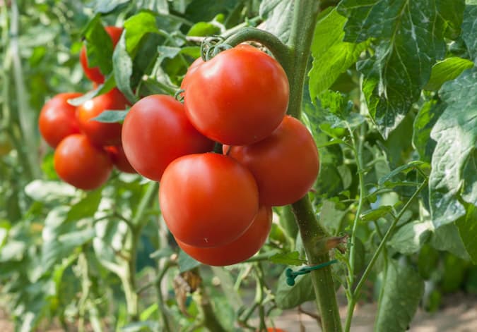 Thinking about planting a vegetable garden this year? I know a few Easy Vegetables for Beginning Gardeners. These garden vegetables are ideal for beginners.