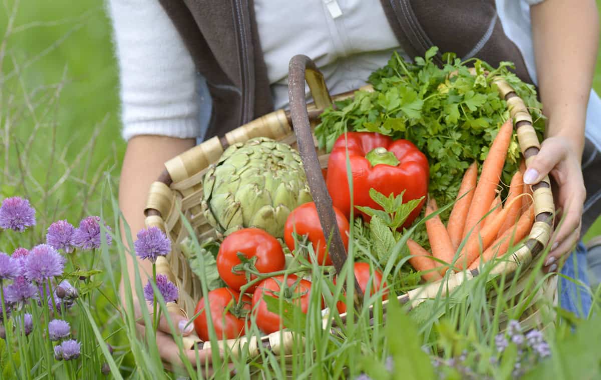 How to Start a Vegetable Garden